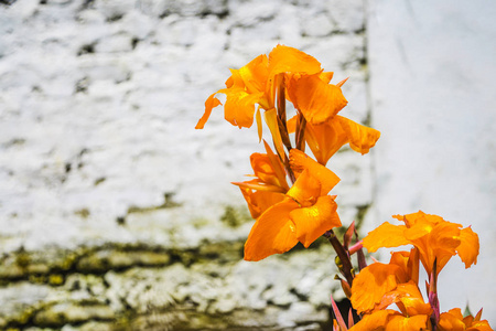 抽象自然黄花背景春夏从喜马拉雅山, 热带花卉背景, 特写花背景
