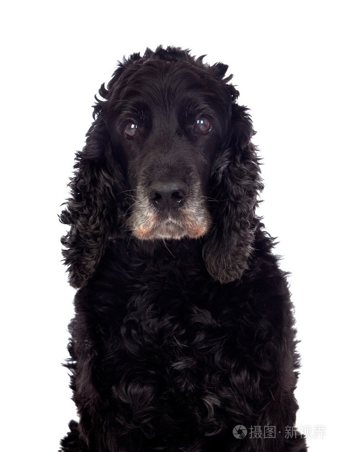 美丽黑色可卡犬