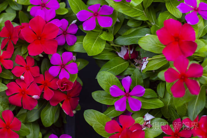 长春长春花 粉红色和红色颜色照片 正版商用图片04uf3x 摄图新视界
