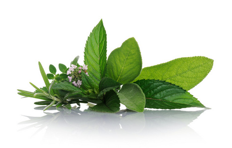 中草药薄荷植物中草药集合照片