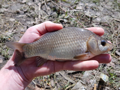 河鱼鲫鱼手