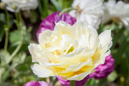 特写美丽的白色石龙芮花