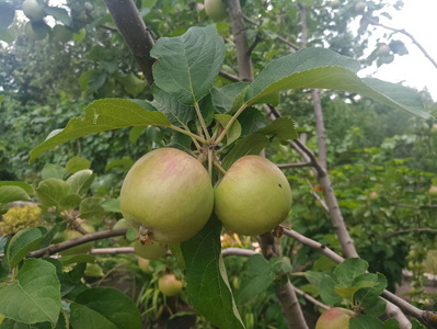 青苹果上树分支