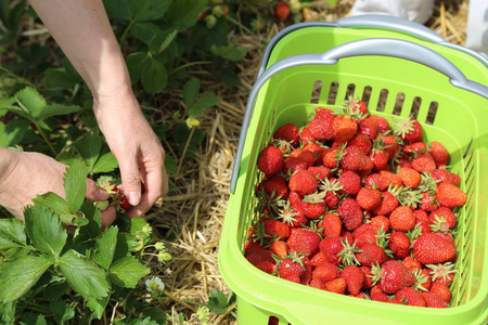 草莓新鲜采摘的草莓