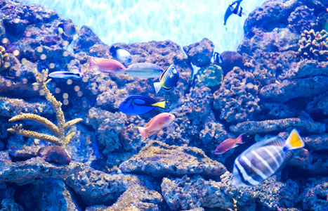 热带珊瑚礁鱼类图片