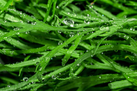 露水滴在青草上。水滴特写