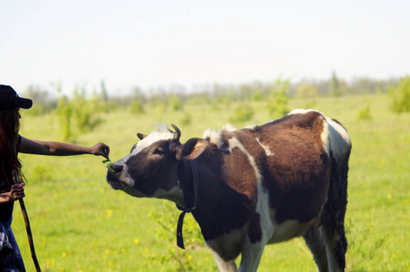 女牧羊人喂牛.牛试图吃草从妇女的手在牧场草地上照片