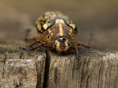 鳃金龟科滇重楼 fullo照片