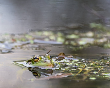 绿色的青蛙，在沼泽里