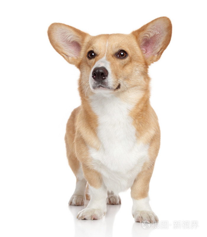在白色背景上的威尔士柯基犬图片彭布罗克照片 正版商用图片04unf4 摄图新视界