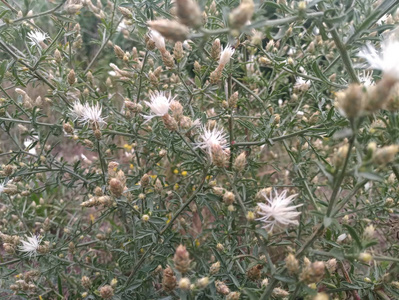 荆棘白花图片