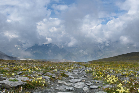 高山和云层的背景下, 阿尔卑斯山的花朵长得高高的。阿尔泰, Belukha 山