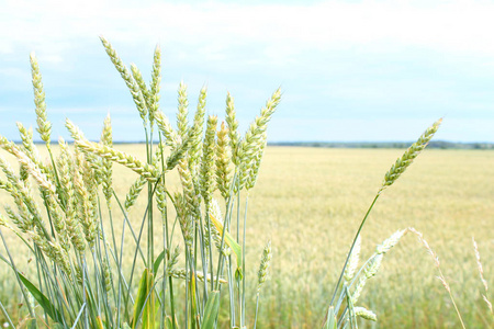 绿色小麦穗。庄稼的收成在地里越来越成熟。会有面包的。平静的耕地景观和质地