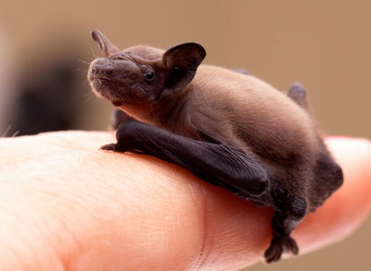 野生蝙蝠蝙蝠宝宝(pipistrelluspipistrellus)照片