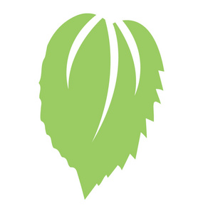 与许多小单元格叶与一主脉和许多小网状静脉展示桑叶照片