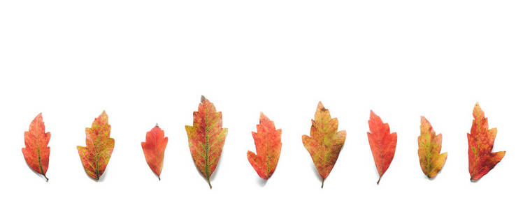 秋天图案与五颜六色的叶子在白色背景。从上面查看
