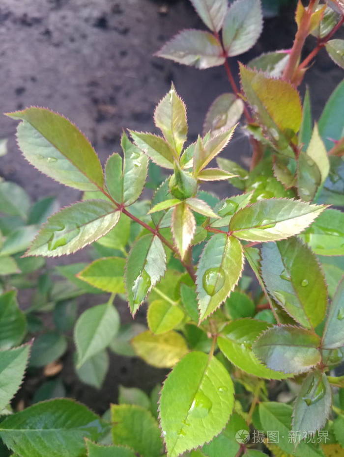 玫瑰丛的树枝有时髦女郎和荆棘