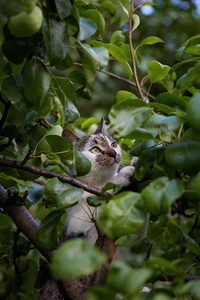 年轻可爱的猫爬上树在花园里