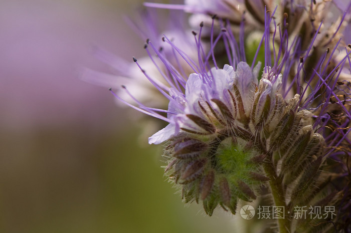 phacelia 补记