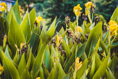 抽象自然黄花背景春夏从喜马拉雅山, 热带花卉背景, 特写花背景