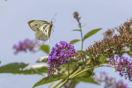 蝴蝶菜菜青虫花照片