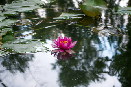 池塘里睡莲的花朵