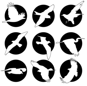 logo 与鸟的品牌集合集
