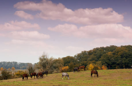 马在牧场秋季现场