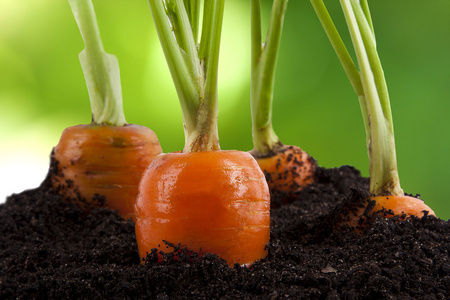 胡萝卜块茎胡萝卜照片