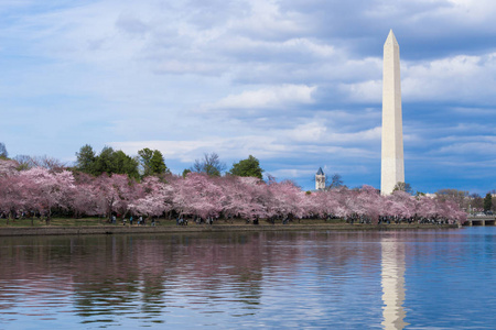 华盛顿纪念碑在樱花节期间在潮汐水池, 华盛顿特区, 美国