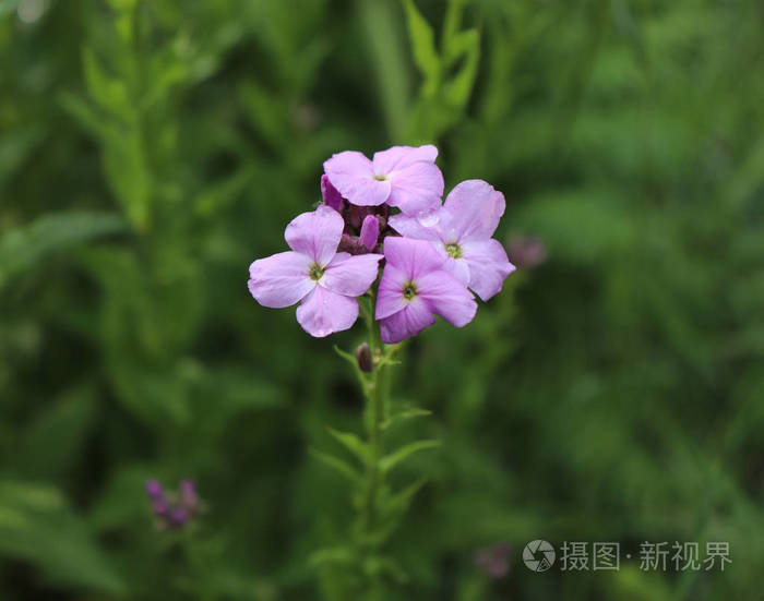 夜花紫春柔和紫罗兰longipetala 的背景称为夜香股票或晚存量 花 特别为美丽的夜晚和夜晚的香味而生长 自然概念照片 正版商用图片04uw07 摄图新视界