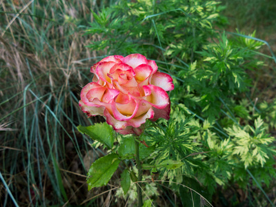 深粉红色的玫瑰。选择性地聚焦在玫瑰上。令人惊叹的美丽花朵
