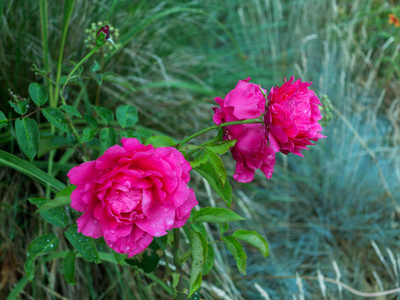 花园粉红色玫瑰花与水滴在绿色的草地背景。花。令人惊叹的红玫瑰。软选择性聚焦