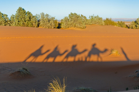 在摩洛哥 erg 骆驼影