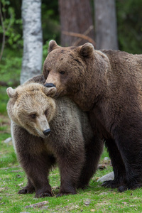 棕色的熊爱在芬兰森林