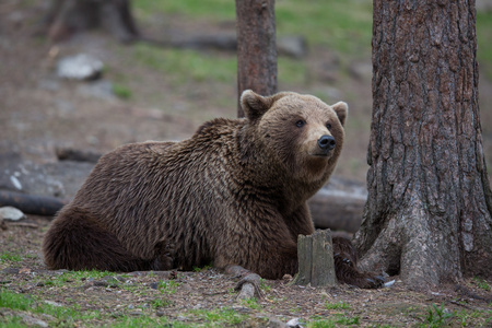 芬兰森林棕熊