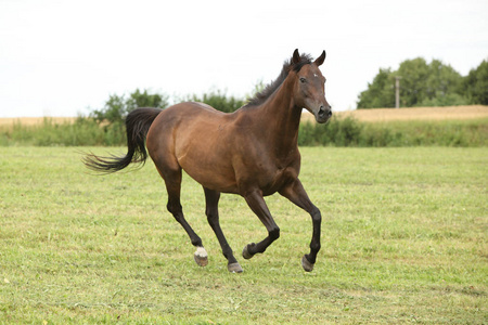 奔跑中的马词语图片