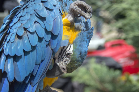 蓝黄 orara 阿 ararauna 安排他的羽毛