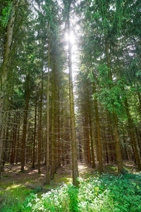 哈茨魔术山森林在德国