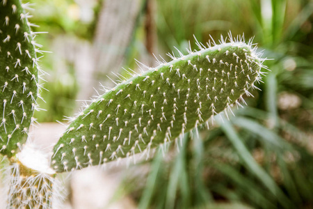 园林仙人掌植物的特写