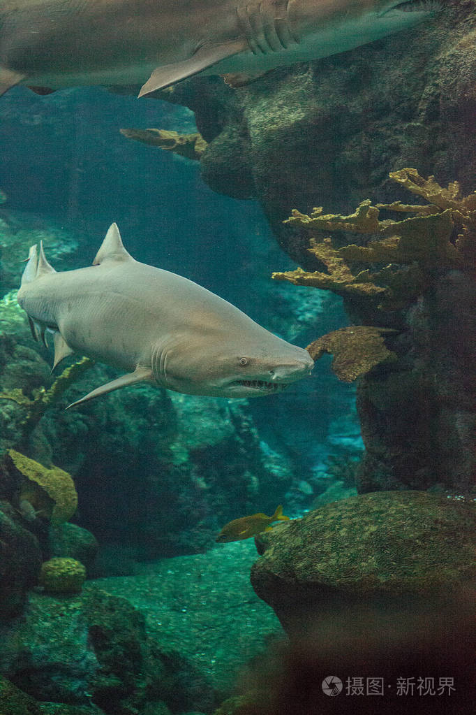 黑鳍鲨鱼carcharhinuslimbatus沿热带珊瑚礁游泳