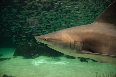 黑鳍鲨鱼 Carcharhinus limbatus 沿热带珊瑚礁游泳