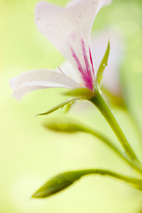 夏天的野花