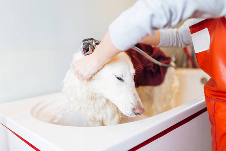 白牧羊人在美容沙龙洗澡