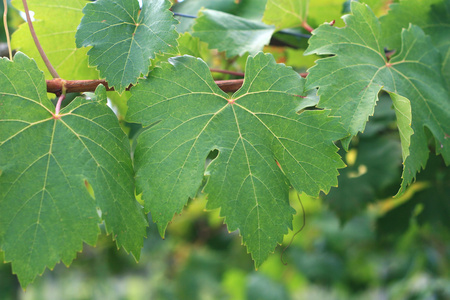 葡萄叶片巴洛克式的植物图片