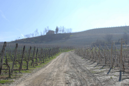 意大利山麓 Langhe 的葡萄园观