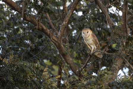 谷仓猫头鹰  Tyto , 美丽的橙头鹰坐在树在美好的黄昏光