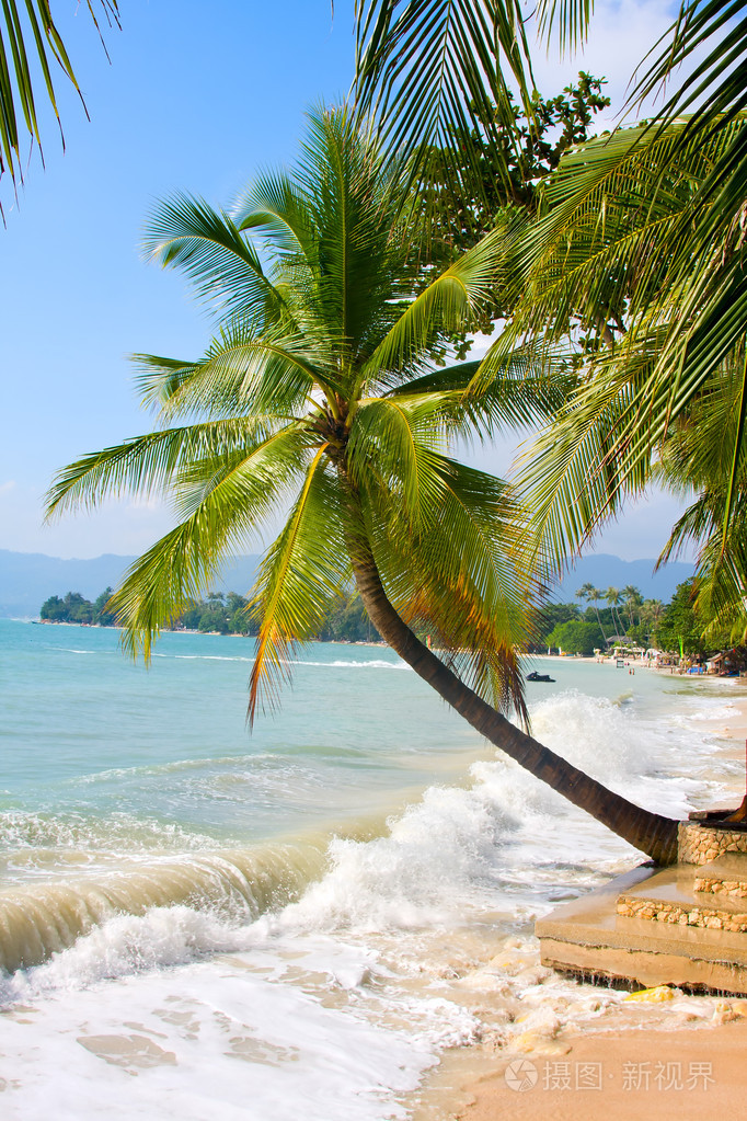 美丽的棕榈树的白色沙滩上