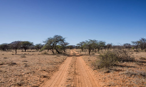 南非稀树草原上穿越荒野的红色沙迹