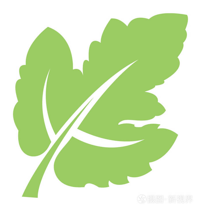 葡萄叶边缘 teeths 和脉的花叶